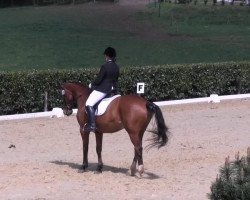 dressage horse Weasley 4 (Hanoverian, 1999, from Westwall)