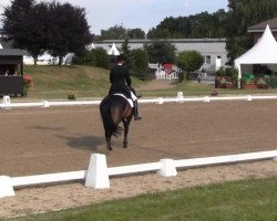 dressage horse Rabanito 3 (Rhinelander, 2006, from Rittmeister)