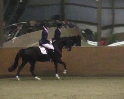 dressage horse Quandira 2 (German Warmblood, 2007, from Quaterman I)