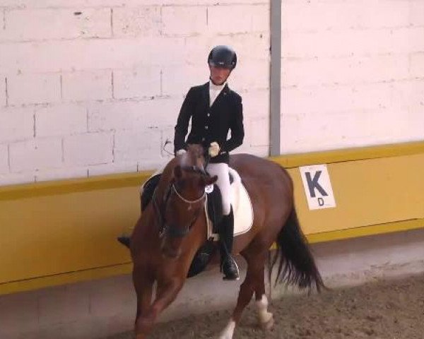 dressage horse Crocant 4 (KWPN (Royal Dutch Sporthorse), 2007, from Santano)