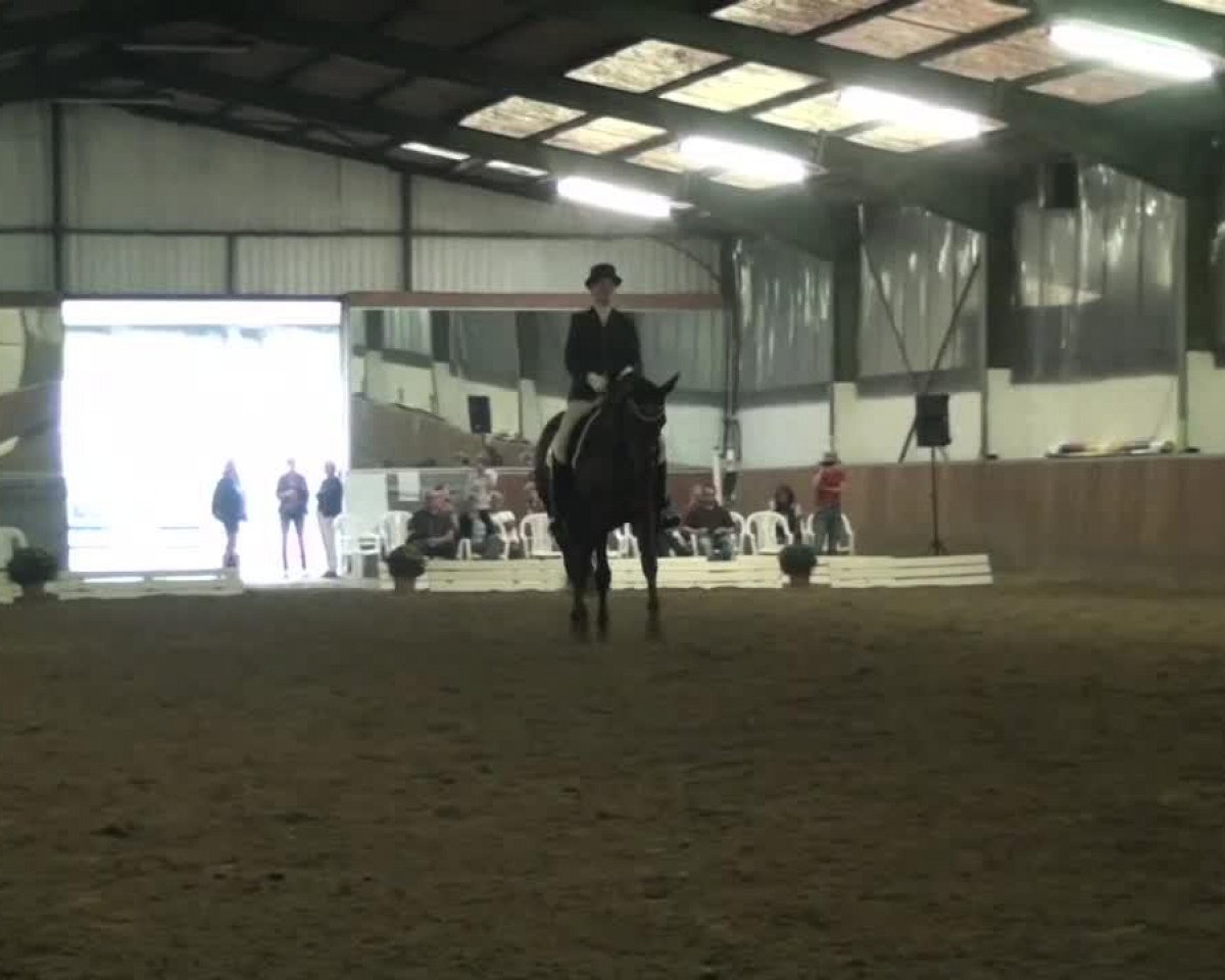 dressage horse Rhapsody 38 (Westphalian, 2006, from Relevant)