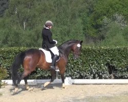 dressage horse Ladron 6 (Zweibrücken, 1997, from Lenclos)