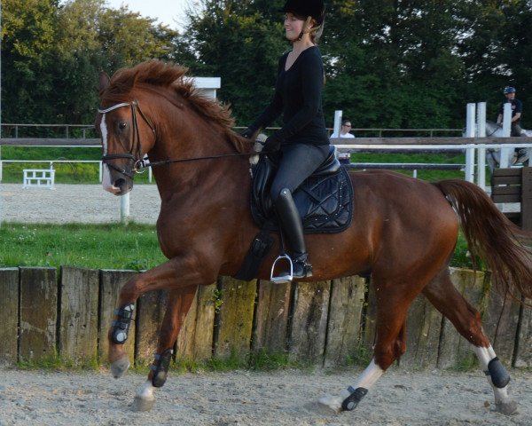 dressage horse Rubin Royal 18 (Hanoverian, 2009, from Rotspon)