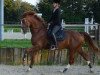 dressage horse Rubin Royal 18 (Hanoverian, 2009, from Rotspon)