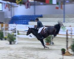 jumper Now On Top (Hanoverian, 2007, from Now Or Never M)