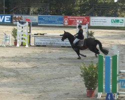 jumper Sunshine Reggae 8 (German Warmblood, 2006, from San Juan)