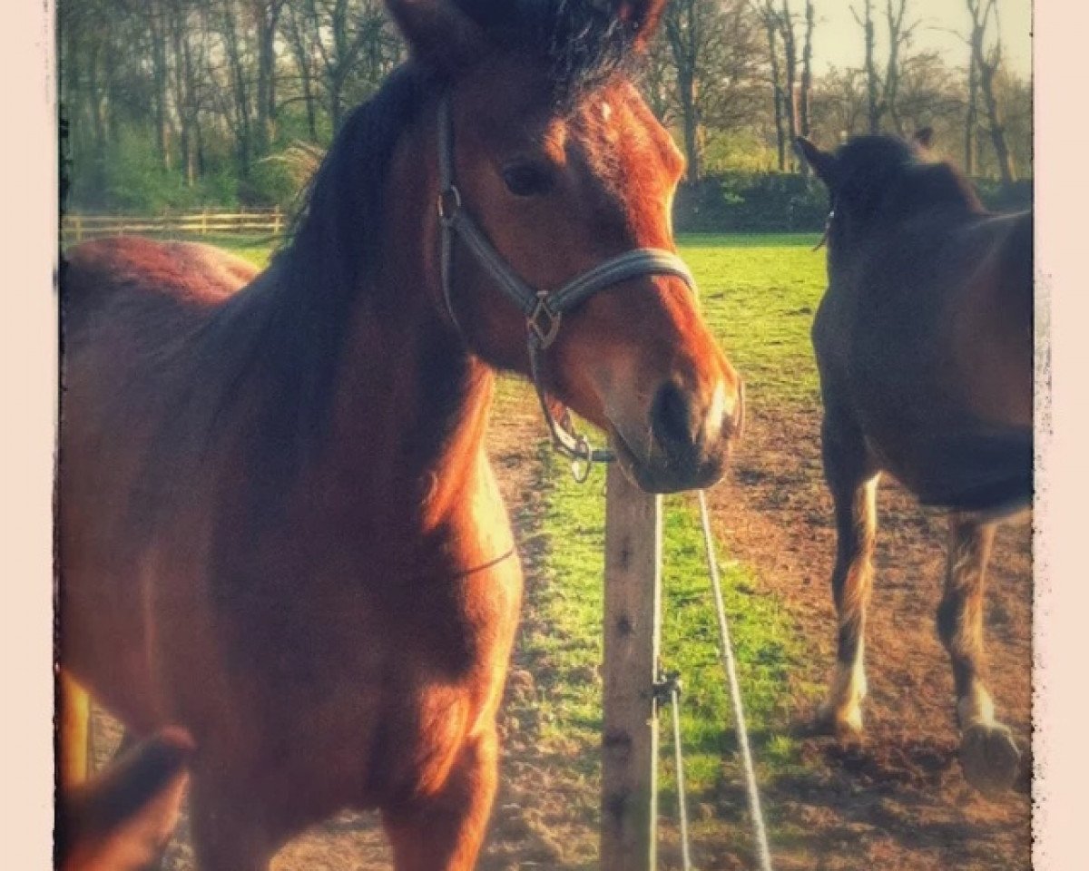 Springpferd Count on me (Deutsches Reitpony, 2013, von Cyranno WE)