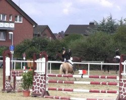 broodmare Chakira 46 (German Riding Pony, 2003, from FS Champion de Luxe)