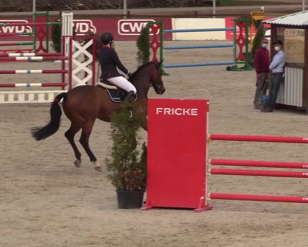 FEI Reitturnier Westergellersen (GER) 2021