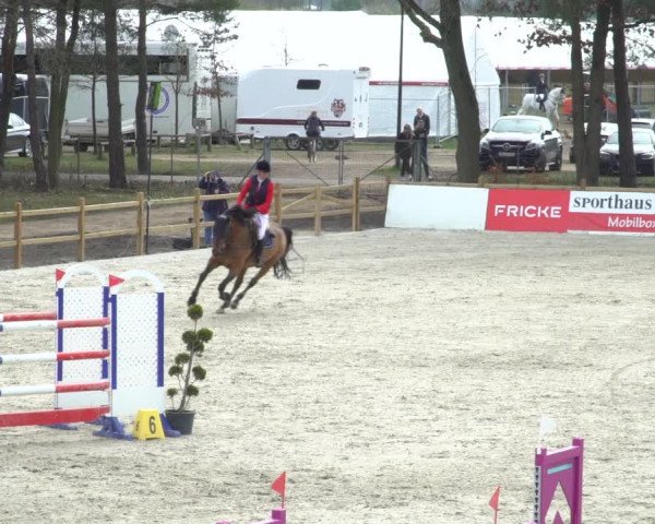 FEI Reitturnier Westergellersen (GER) 2021