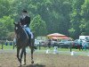 dressage horse Dubidu 11 (Hanoverian, 2004, from Del Piero)