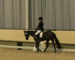 dressage horse Newsunny (German Riding Pony, 2002, from Friedrichshof Night Gun)