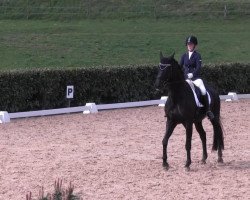 dressage horse Back in Black O (Westphalian, 2008, from Painted Black)