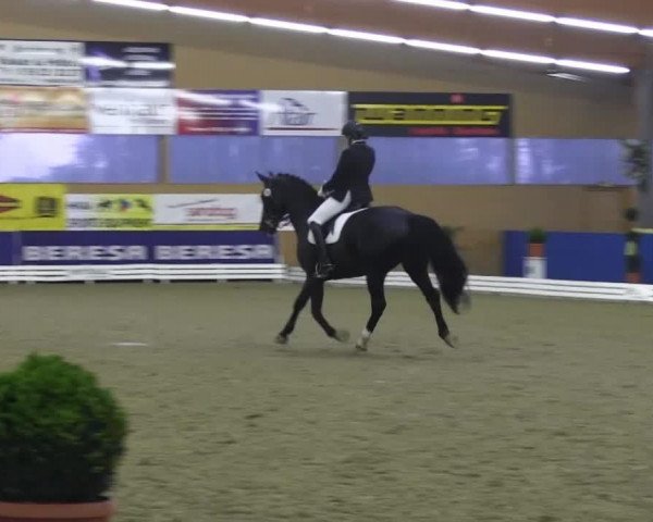dressage horse Ramon 342 (Hanoverian, 2005, from Rotspon)