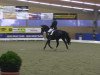 dressage horse Ramon 342 (Hanoverian, 2005, from Rotspon)