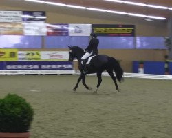 dressage horse Ramon 342 (Hanoverian, 2005, from Rotspon)