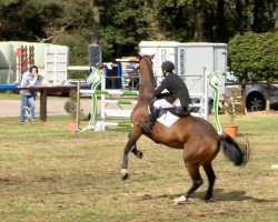 broodmare Lifting 3 (Oldenburg, 2004, from Landsieger I)