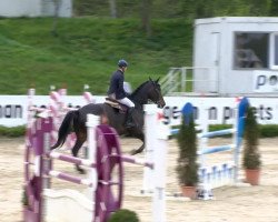 jumper Centoreno (Oldenburg show jumper, 2002, from Cento)