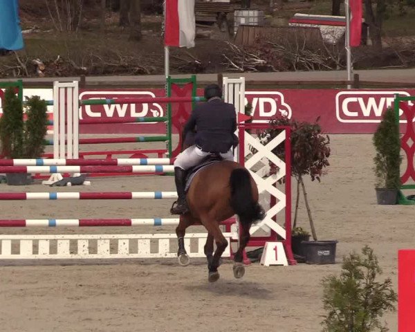 FEI Reitturnier Westergellersen (GER) 2021