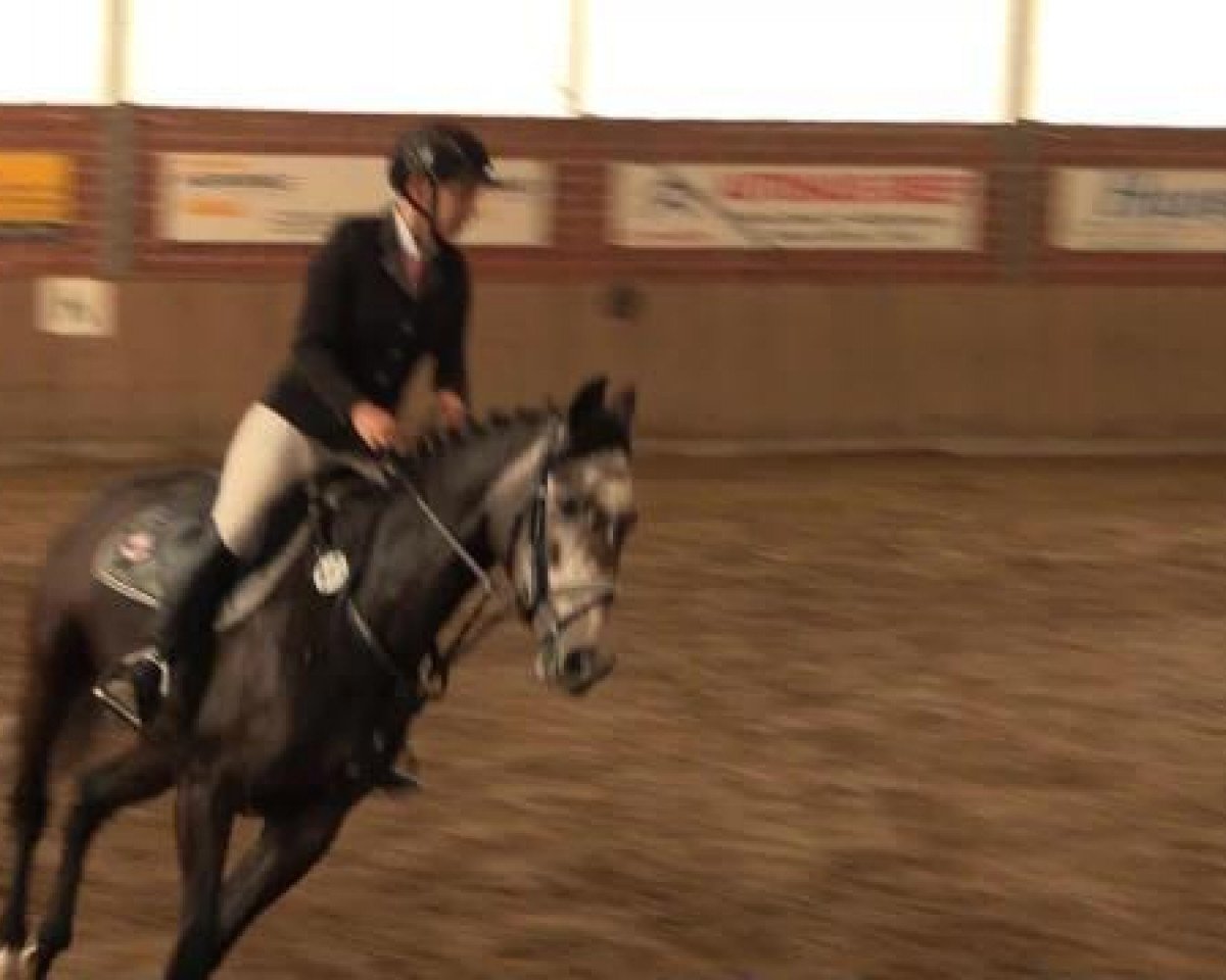 horse Logan (Oldenburg, 2002, from Lauries Crusador xx)