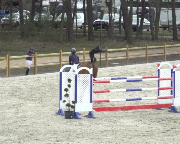 FEI Reitturnier Westergellersen (GER) 2021