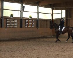 dressage horse Le Patron 12 (Westphalian, 2004, from Levados)