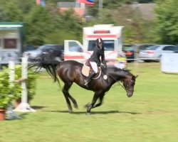 jumper Excalibur (Hanoverian, 2003, from Etrusco)