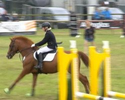 jumper Tornado 307 (German Riding Pony, 2006, from Tizian)