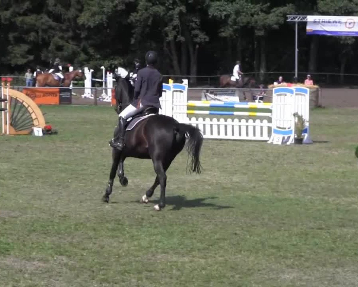 jumper Elvis 52 (Hanoverian, 1997, from Escudo I)