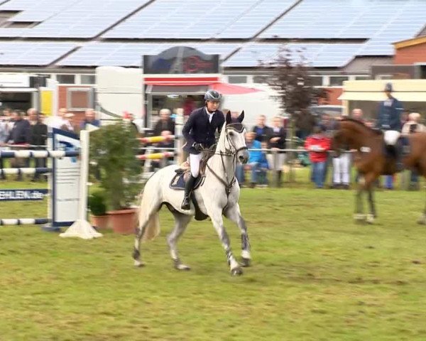 jumper Calito 26 (Hanoverian, 2005, from Calido I)