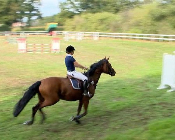 jumper Lascada 4 (Hanoverian, 2007, from Lordanos)