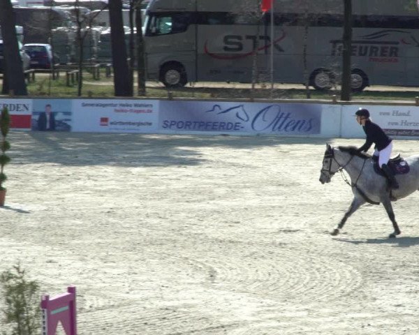 FEI Reitturnier Westergellersen (GER) 2021