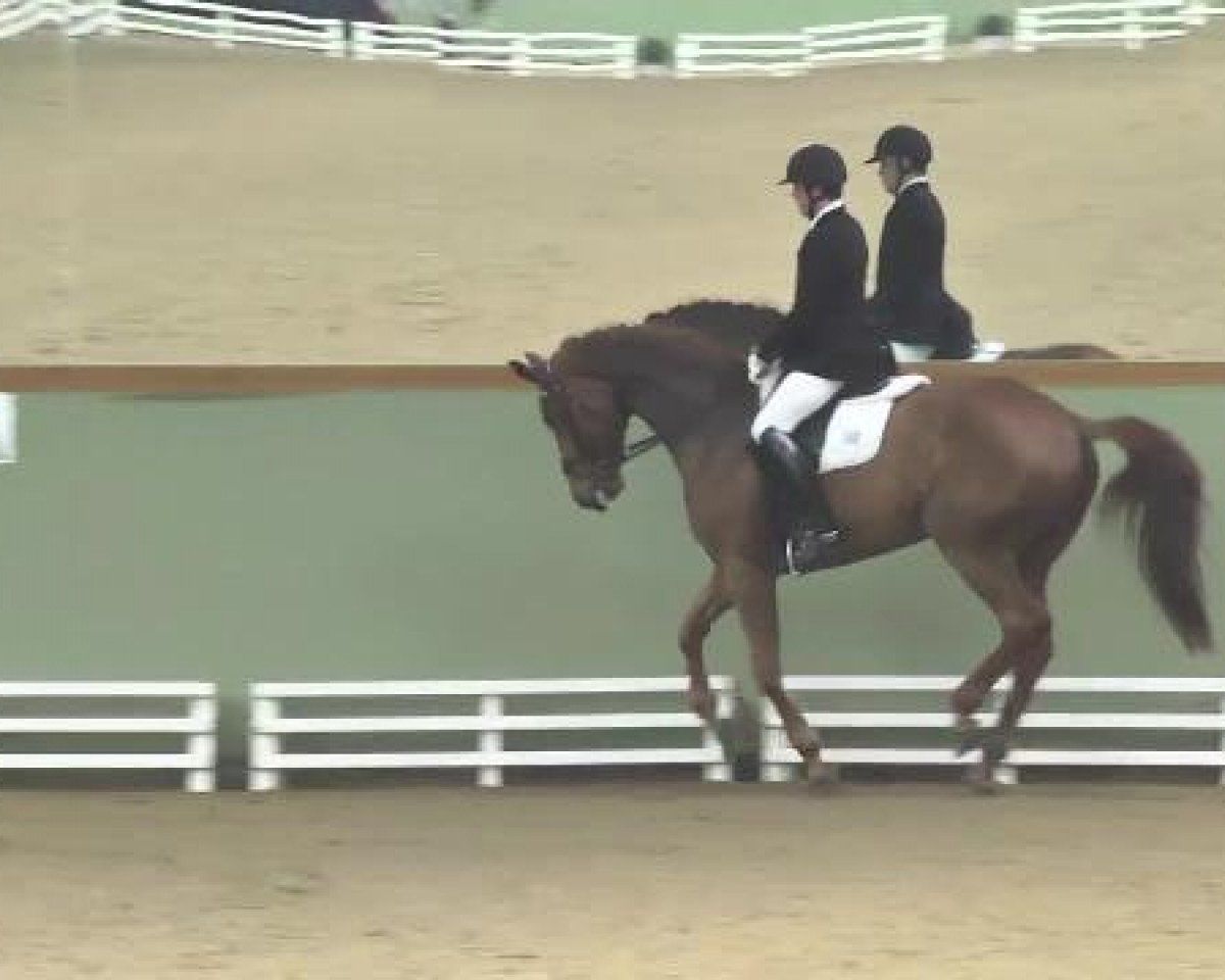 Dressurpferd La Coruna 28 (Hannoveraner, 2007, von Lord Loxley I)