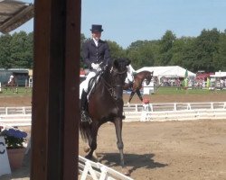 dressage horse Don Pepito 3 (Hanoverian, 2005, from De Niro)