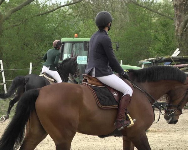 Reitturnier Lampertheim 2021
