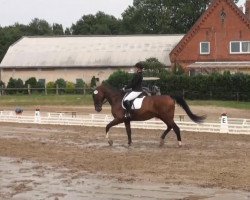 dressage horse White King 4 (Hanoverian, 2003, from Weltregent H)