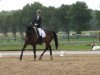 dressage horse Nero 420 (German Warmblood, 2004, from Nariston)