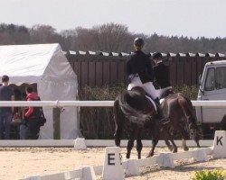 dressage horse Taffy Girl (Oldenburg, 2002, from Donnerschwee)