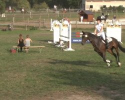 jumper Woodstock 279 (Hanoverian, 2003, from Westernhagen)