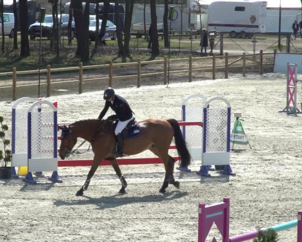FEI Reitturnier Westergellersen (GER) 2021