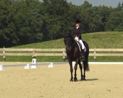 dressage horse Rousseau 44 (Hanoverian, 2000, from Rosentau)