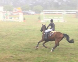 jumper Maverick 126 (German Riding Pony, 2004, from Mentos)