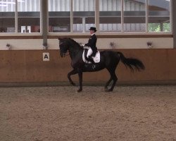 dressage horse Semper Fidelis (Oldenburg, 2005, from Stedinger)