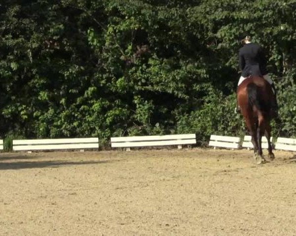 dressage horse Welcome 233 (Hanoverian, 2001, from Welser)