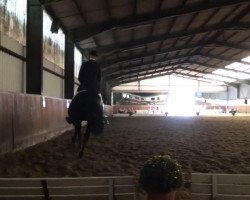 dressage horse Amora 21 (Rhinelander, 2002, from Abanos)