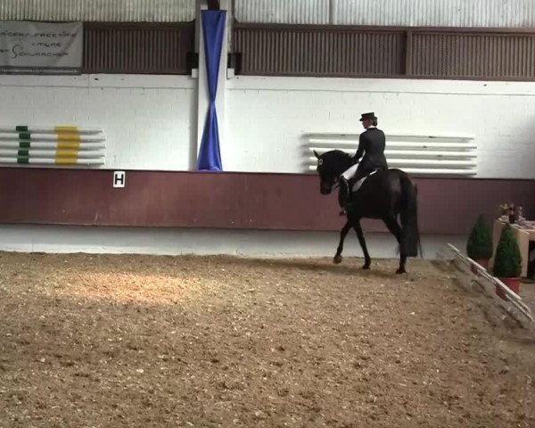 dressage horse Don Georgio 2 (Belgian Warmblood, 2003, from Ferro)