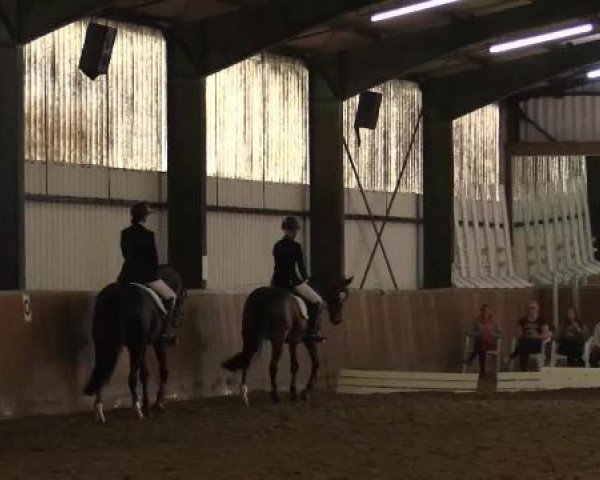 dressage horse Skyline 59 (Württemberger, 2006, from Sunny Day)