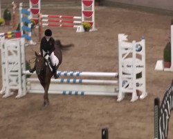 jumper Little Princess 13 (KWPN (Royal Dutch Sporthorse), 2003)