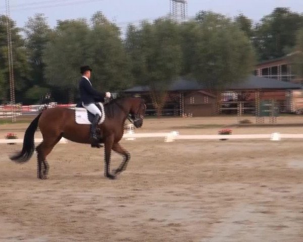 broodmare Revenia 2 (Rhinelander, 2006, from Riccione)