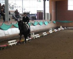 dressage horse Watzmann 78 (Hanoverian, 2002, from Waikiki I)